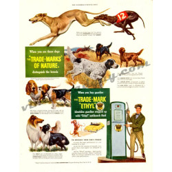 Ethyl Corporation, 1949 ad with dog breeds